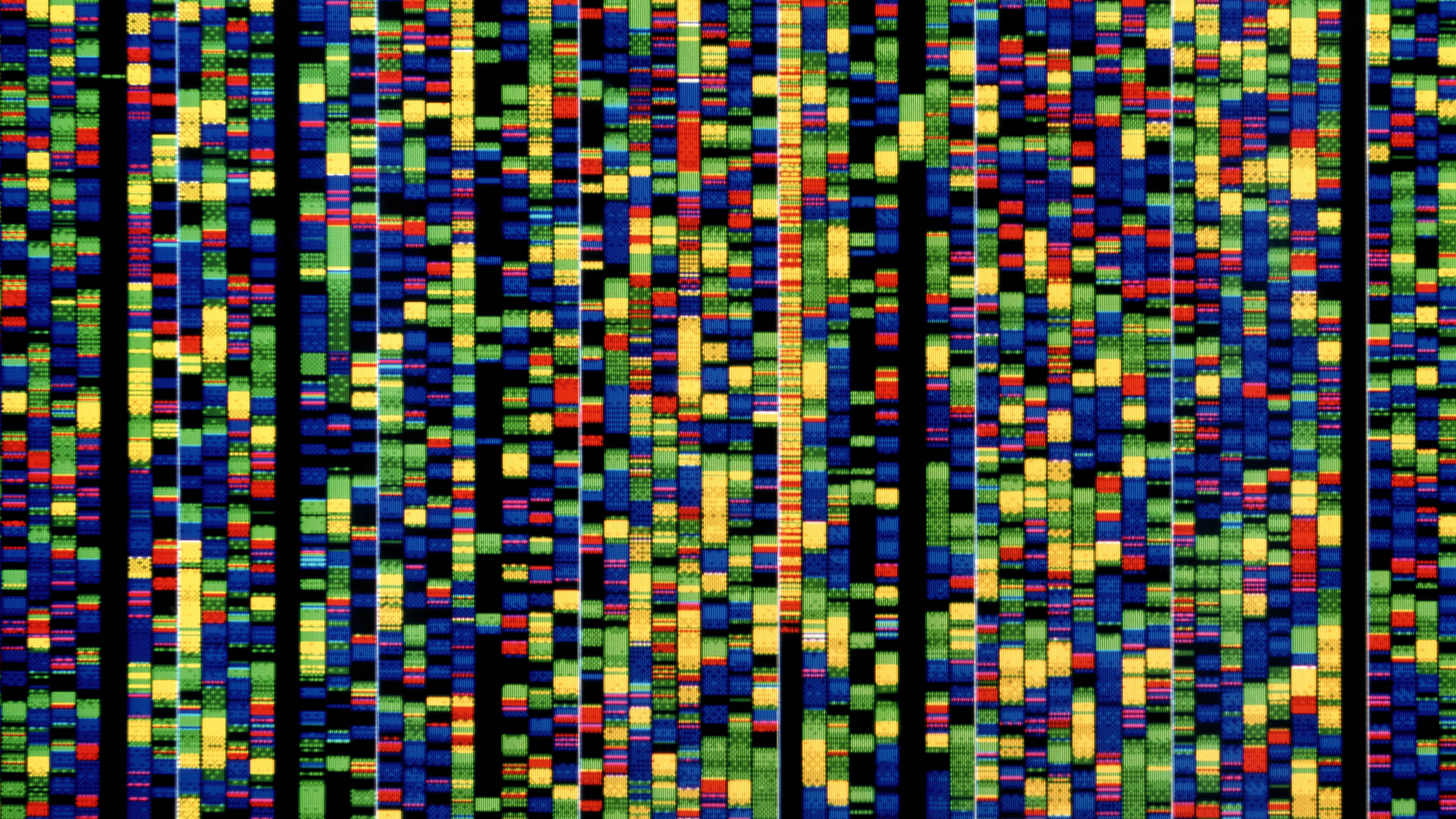 DNA sequencing. Computer screen showing a sequence of base pairs forming part of the human genetic code. The three billion base pairs that form the genetic code of human DNA (deoxyribonucleic acid) are collectively known as the human genome. Each of the coloured bands represents the position of one of the four nucleotide bases that form the code. As each person's genetic code is unique this sequence is called a DNA fingerprint. Photographed at the Joint Genome Project (JGI), part of the Human Genome Project, in Walnut Creek, California, USA.