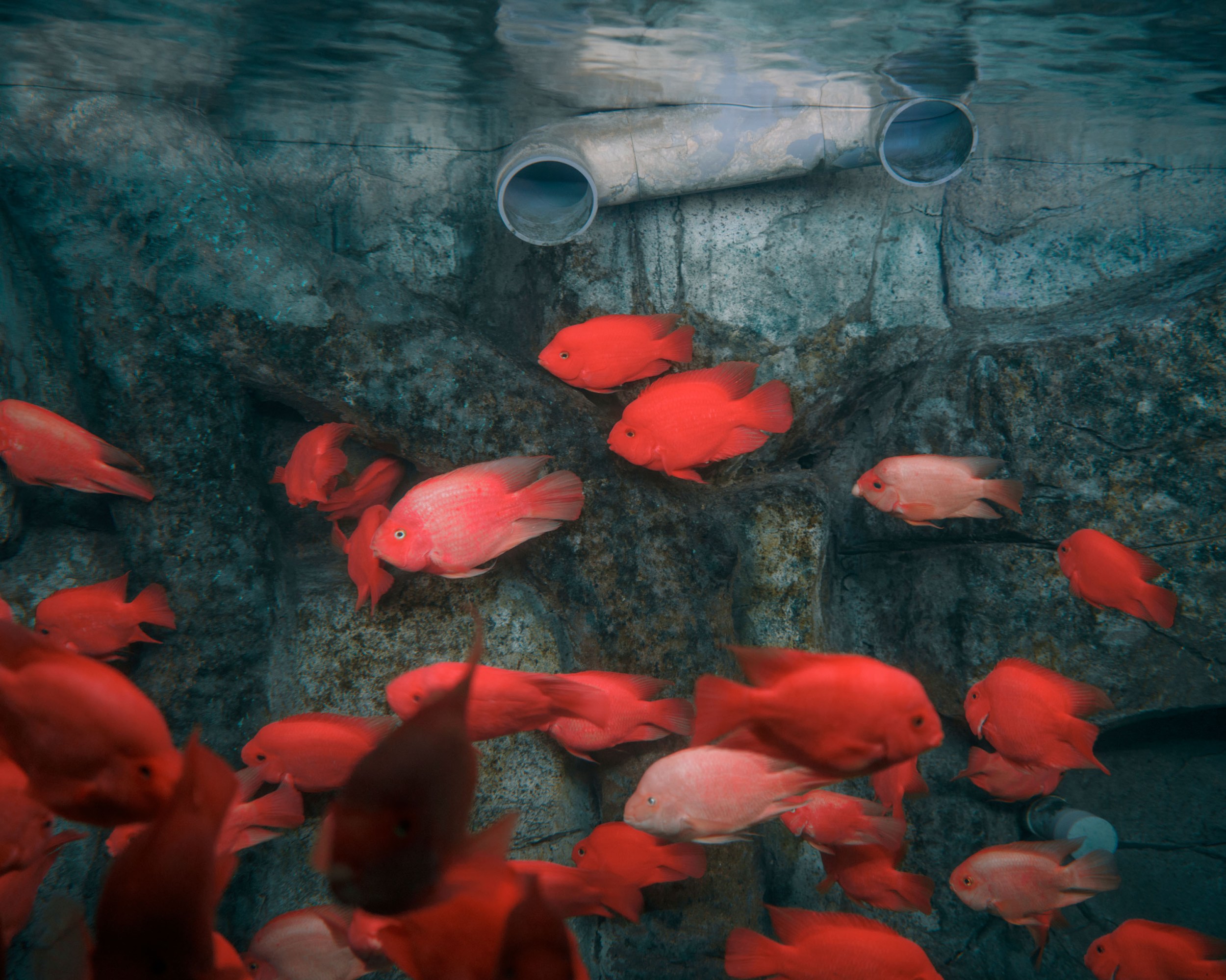 tropical red fish